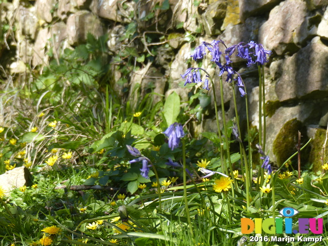 FZ028553 Bluebells by stone wall